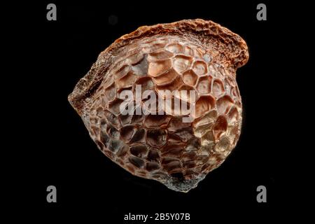 Argemone platyceras, Prickly-Mohn, Stachelmohn, Nahaufnahme, Samen, 2 mm Durchmesser Stockfoto