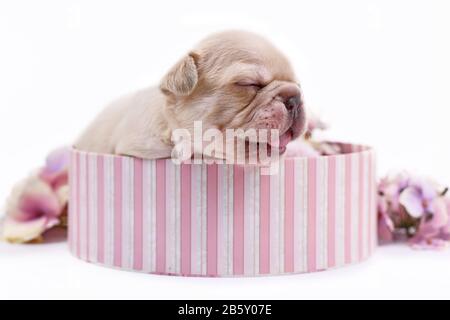 Schläfrig 3 Wochen alte cremefarbene französische Bulldogge Welpen mit geschlossenen Augen in einem rosafarbenen Kästchen auf weißem Hintergrund Stockfoto