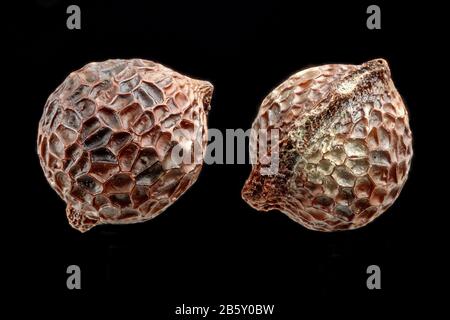 Argemone platyceras, Prickly-Mohn, Stachelmohn, Nahaufnahme, Samen, 2 mm Durchmesser Stockfoto
