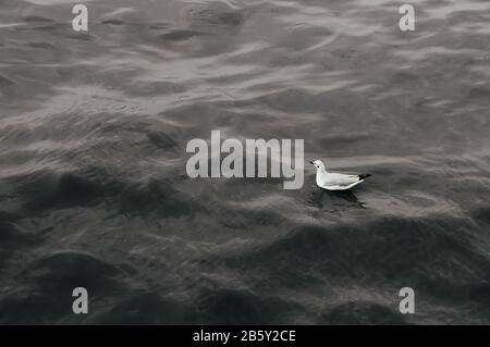 Ein Möwenvögel, der unter warmem Abendlicht auf der Meeresoberfläche im Bang Pu in Samut Prakarn bei Bangkok - Thailand schwimmt Stockfoto