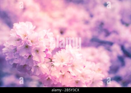 Verwischen Sie den Frühlingshintergrund mit der stilisierten lila- und rosafarbenen Kirschblüte, dem Sakura-Garten Stockfoto