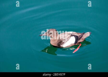 Schwarze guillemot oder Tystie, Cepphus grylle, Schwimmen und zeigen rote Beine. Stockfoto