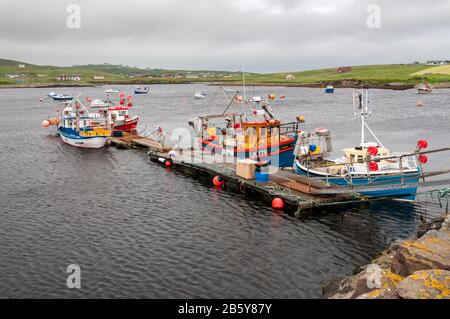 Fischerboote am Pier bei North Voxter auf Der Aith Voe im zentralen Festland Shetland. Stockfoto