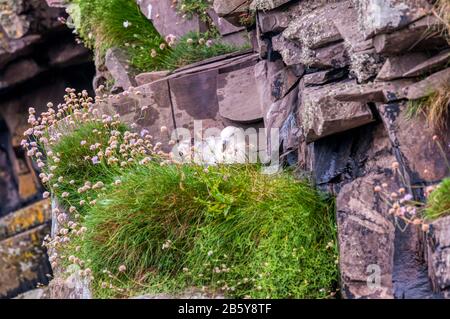 Nördlicher Fulmar, Fulmarus glacialis, auf Felsen auf der Insel Mousa, Shetland sitzend. Stockfoto