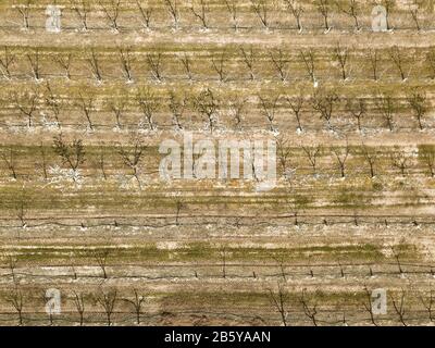 Drohnenaufnahme des Kirschbaumanbaus in einer Obstfarm. Hintergrund der Landwirtschaft. Stockfoto