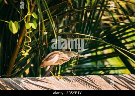 Goa, Indien. Indischer Teich Heron Sitzt Am Аутсу Am Sonnentag. Stockfoto