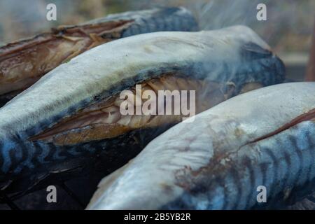 Fische (Makrelen) auf dem Grill im Garten. Kleine Grillparty im Garten. Stockfoto