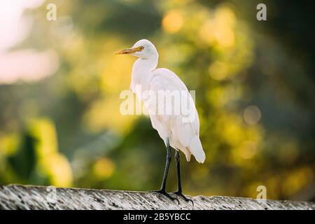 Goa, Indien. Weißer Kleiner Egret Sitzt Auf Querbalken. Stockfoto