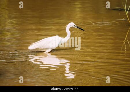 Goa, Indien. White Little Egret Fängt Fische Im River Pond Ein. Stockfoto