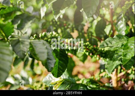 Grüne Kaffeebeeren am sonnigen hellen Tag am Baumzweig Stockfoto