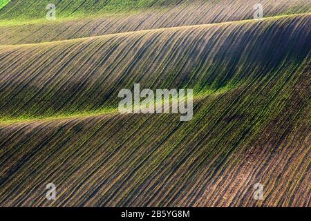 Abstrakte Landschaft mit grünen Reihen von Ernten auf landwirtschaftlichen Gebiet auf den Hügeln. Region Südmähren, Tschechien Stockfoto