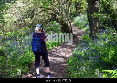 Woman Hiker, Die Fotos mit Camera im National Trusts Worthygate Woods in der Nähe von Buck's Mills auf dem South West Coast Path, North Devon, Großbritannien machen. Stockfoto