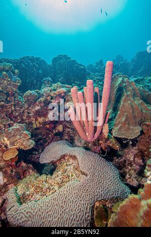 Caribbean Coral Reef Stockfoto