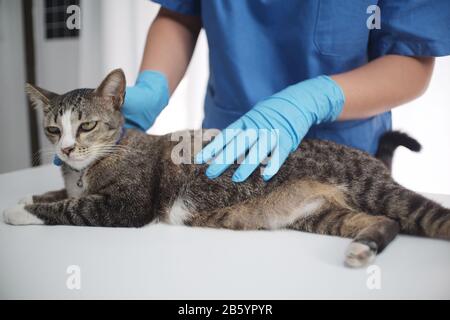 Der behandelnde Tierarzt überprüft die Katze in der Tierklinik. Stockfoto
