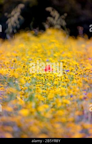 Roter Mohn in gelber Wildblumenwiese Stockfoto