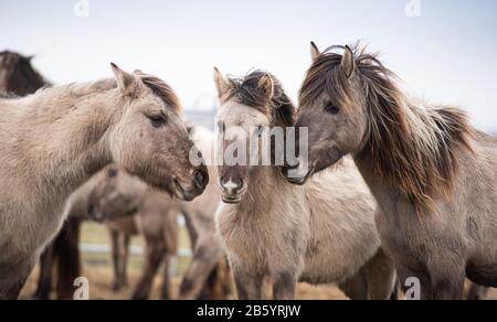 Nordermeldorf, Deutschland. März 2020. Konik Pferde stehen in einem mobilen Zaun. Einige von ihnen sollen für Untersuchungen erfasst werden. Die ponyartigen Wildpferde leben wild im Meldorfer Speicherkoog (Kreis Dithmarschen) und befinden sich derzeit in teils schlechtem Zustand. Kredit: Daniel Reinhardt / dpa / Alamy Live News Stockfoto