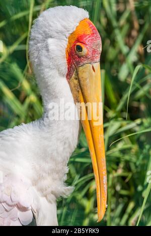 Porträt eines gemalten Storchvogels, im Zoo Stockfoto