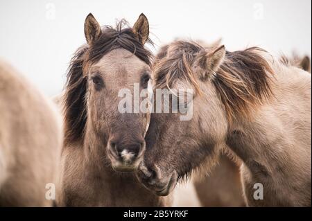 Nordermeldorf, Deutschland. März 2020. Konik Pferde stehen in einem mobilen Zaun. Einige von ihnen sollen für Untersuchungen erfasst werden. Die ponyartigen Wildpferde leben wild im Meldorfer Speicherkoog (Kreis Dithmarschen) und befinden sich derzeit in teils schlechtem Zustand. Kredit: Daniel Reinhardt / dpa / Alamy Live News Stockfoto