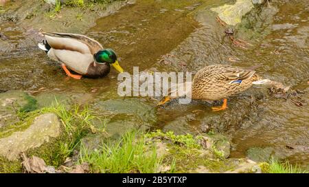 Verpaaren Sie wilde Enten auf flachem Bach, die auf Steinen nach Nahrung suchen, wild Stockfoto