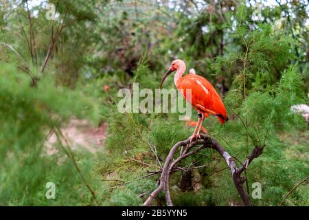 Scharlachroter Ibis, der auf einem Baum sitzt Stockfoto