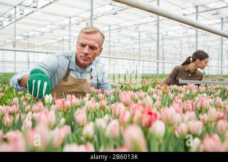 Portrait eines gutaussehenden, reifen Mannes, der sich um Blumen auf der Tulpenplantage im Gewächshaus kümmert, Kopierraum Stockfoto