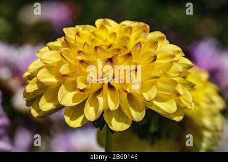 Gelbe und rote Seitenansicht von Dahlien Stockfoto