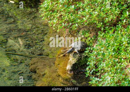 Schildkröte, die auf einem Stein in der Nähe von Teich sitzt Stockfoto