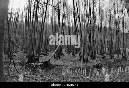 Msjor verschiedene Bäume, Büsche und andere Pfalzen im Wald von Fussingø schossen im späten Winter Stockfoto