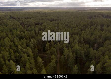 Drohnenblick auf die geradlinige Feldstraße durch einen Wald. Stockfoto