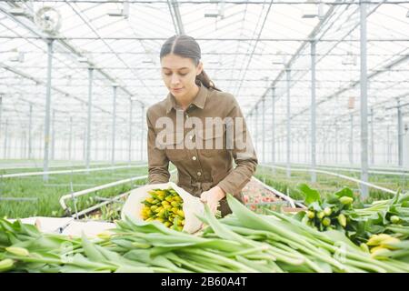 Portrait junger Arbeiterinnen, die frische gelbe Tulpen auf der Blumenplantage im Gewächshaus sortieren, Kopierraum Stockfoto