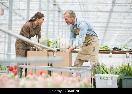 Seitenansicht Porträt von zwei fröhlichen Arbeitern, die frische Tulpen auf Blumenplantage im Gewächshaus packen, Kopierraum Stockfoto