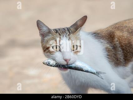 Junges, hungriger Katzen-Porträt, zweifarbiges weißes Tabby, der einen frischen Fisch im Mund hält und eine leckere und gesunde Mahlzeit isst, Griechenland Stockfoto