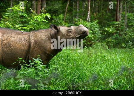 Andatu, ein junger Sumatraer Nashorn, in Sumatran Rhino Sanctuary Anlage, Indonesien. Stockfoto