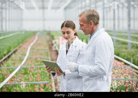 Taillen-Up-Porträt von zwei Wissenschaftlern, die digitale Tablette auf der Blumenplantage im industriellen Gewächshaus verwenden, Copy-Space Stockfoto