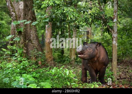 Andatu, ein junger Sumatra-Nashorn, im Sumatran Rhino Sanctuary's Facility im Way Kambas National Park, Indonesien. Stockfoto