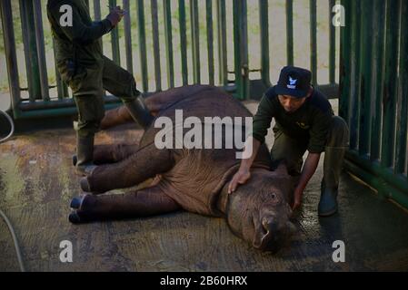 Ein Tierarzt und ein Ranger untersuchen Andatu, einen jungen Sumatraer Nashorn, in Sumatran Rhino Sanctuary Anlage, Indonesien. Stockfoto