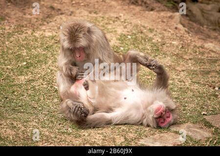 Zwei Affen. Ein Affe säubert und nimmt Insekten aus dem Fell des anderen Affen auf. Stockfoto