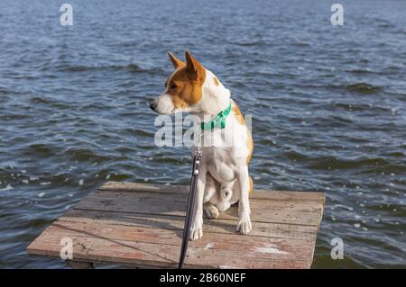 Porträt eines mutigen und neugierigen Basenji-Hundes, der auf dem Holztisch der Fischer am Dnipro-Flussufer in der Ukraine sitzt und sich entspannt Stockfoto
