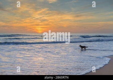 Der Hund macht sich Sorgen um den Surferbesitzer. Sonnenuntergang auf dem Meer. Stockfoto