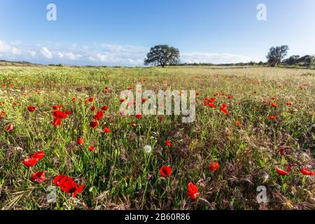 Wiese mit Mohn, gelben Blumen und blauem Himmel Stockfoto