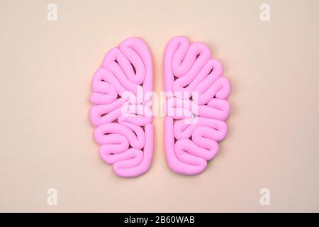 Rosa Modell des menschlichen Gehirns von oben auf hellem flachen Lay. Intelligenzkonzept. Hemisphären verspotsen, Layout. Stockfoto