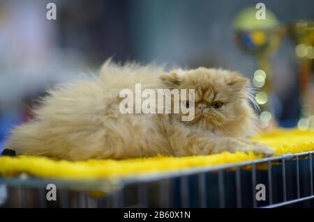 Pedigenier-persische exotische Katze auf einem Tisch liegend, verwischte Auszeichnungen auf einem Hintergrund Stockfoto