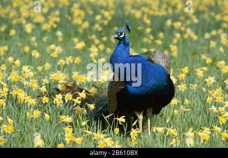 Indische Blaue Pfauenpfaude in gelben Narzissen Stockfoto