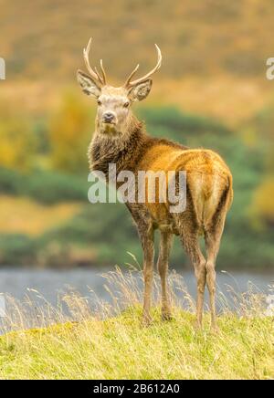 Porträt eines Roten Hirschdachs (lateinischer Name: Cervus elaphus) EIN junger Hirsch stand majestätisch neben einem Loch in Glen Strathrarar, Scottish Highlands. Stockfoto
