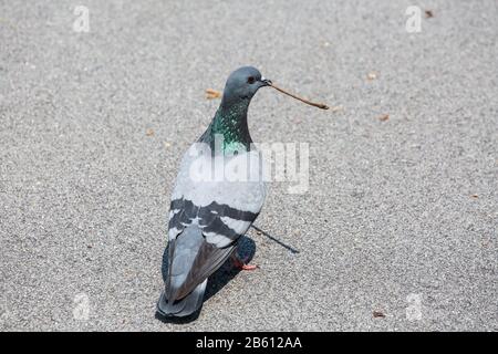 Taube, die mit ihrem Schnabel einen kleinen Baumzweig hält. Stockfoto