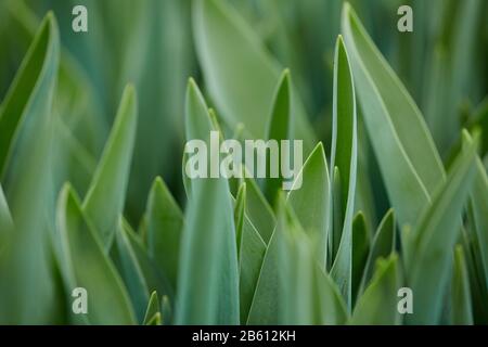Hintergrundbild von langen grünen Blumenblättern in Garten oder Plantage, Spring and Growth Concept, Copy-Space Stockfoto