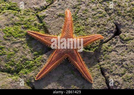 Roter Seestern am Strand. Nahaufnahme in der Natur. Stockfoto