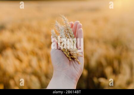 Frau hält Weizenähren in der Hand Landwirtschaft Stockfoto