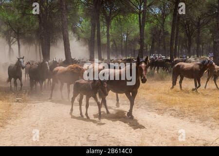 Müde Pferde auf dem Weg zur Weide nach der Taufe. El Rocio. Stockfoto