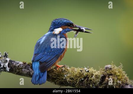 Männliches Eisvogel angeln auf einem moosigen Zweig Stockfoto